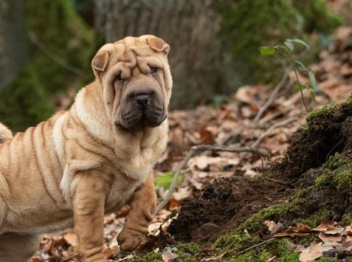 Rabies: Protecting Pets & People From This Deadly Disease